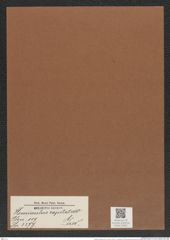 Hemiaulus capitatus Grev. (de-Toni-Nr.: Genus 117, Species 3377) Zeichnungen Sammlung Grunow Mappe 03582 (Herbarium_W_Grunow_drawings_Folder_03582)